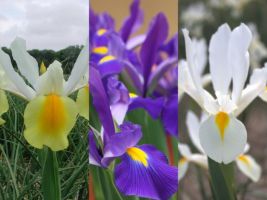 Dutch Iris Collection (90 bulbs)